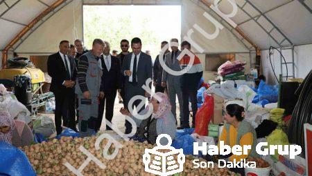 Dinar’da ceviz mesaisi başladı: Üreticinin yüzü gülüyor