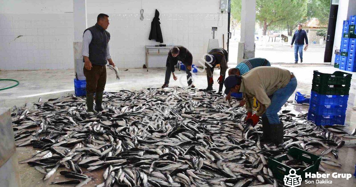 "Muğla'dan 10 Ayda 618 Milyon Dolarlık Balık İhracatı" başlıklı haber için fotorealistik, profesyone