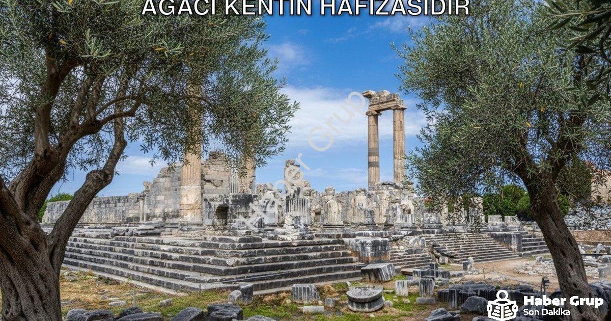 "Didim Belediye Başkanı Gençay: Zeytin Ağacı Kentin Hafızasıdır" başlıklı haber için fotorealistik,