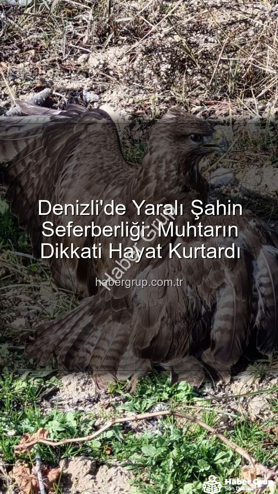 Denizli'de yaralı şahin - Denizli'de Yaralı Şahin Seferberliği: Muhtarın Dikkati Hayat Kurtardı