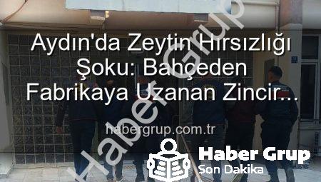 Aydın’da Zeytin Hırsızlığı Şoku: Bahçeden Fabrikaya Uzanan Zincir Çözüldü, 2 Şüpheli Yakalandı