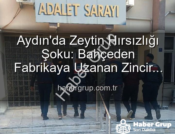zeytin hırsızlığı - Aydın'da Zeytin Hırsızlığı Şoku: Bahçeden Fabrikaya Uzanan Zincir Çözüldü, 2 Şüpheli Yakalandı