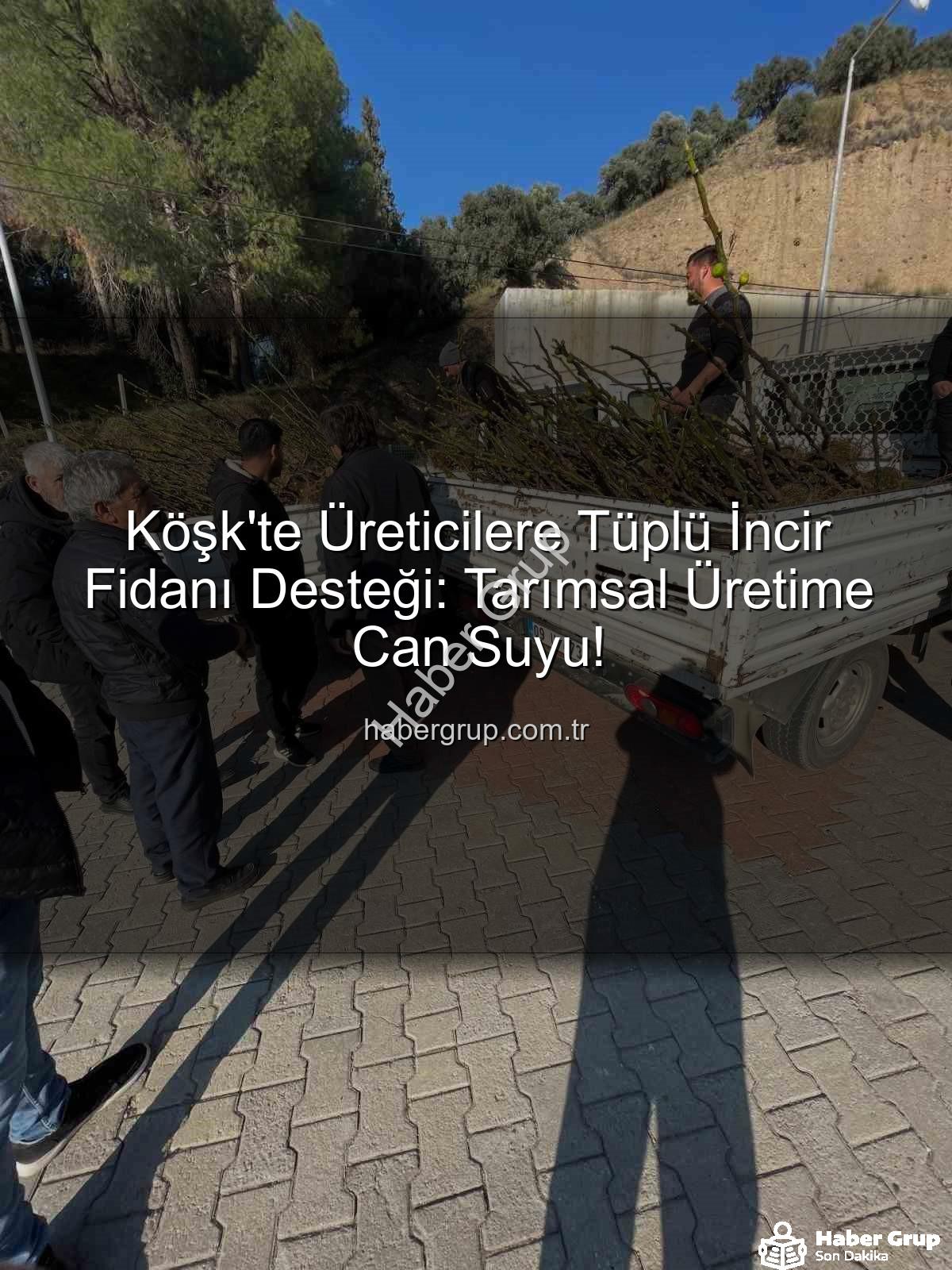 tüplü incir fidanı - Köşk'te Üreticilere Tüplü İncir Fidanı Desteği: Tarımsal Üretime Can Suyu!