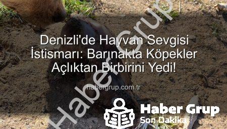 Denizli’de Hayvan Sevgisi İstismarı: Barınakta Köpekler Açlıktan Birbirini Yedi!