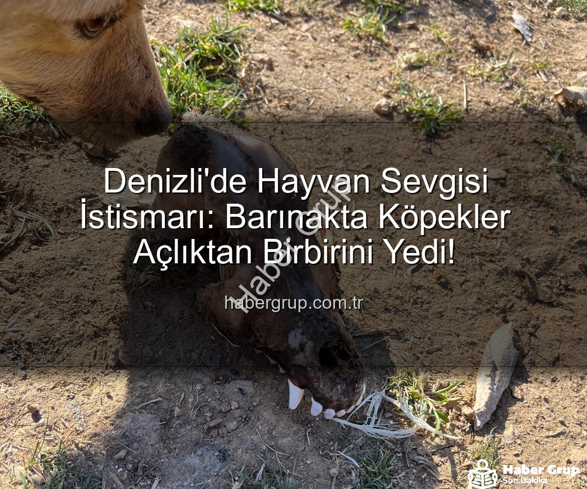 hayvan istismarı - Denizli'de Hayvan Sevgisi İstismarı: Barınakta Köpekler Açlıktan Birbirini Yedi!