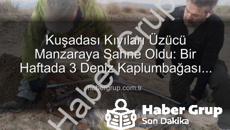 Kuşadası Kıyıları Üzücü Manzaraya Sahne Oldu: Bir Haftada 3 Deniz Kaplumbağası Ölü Bulundu