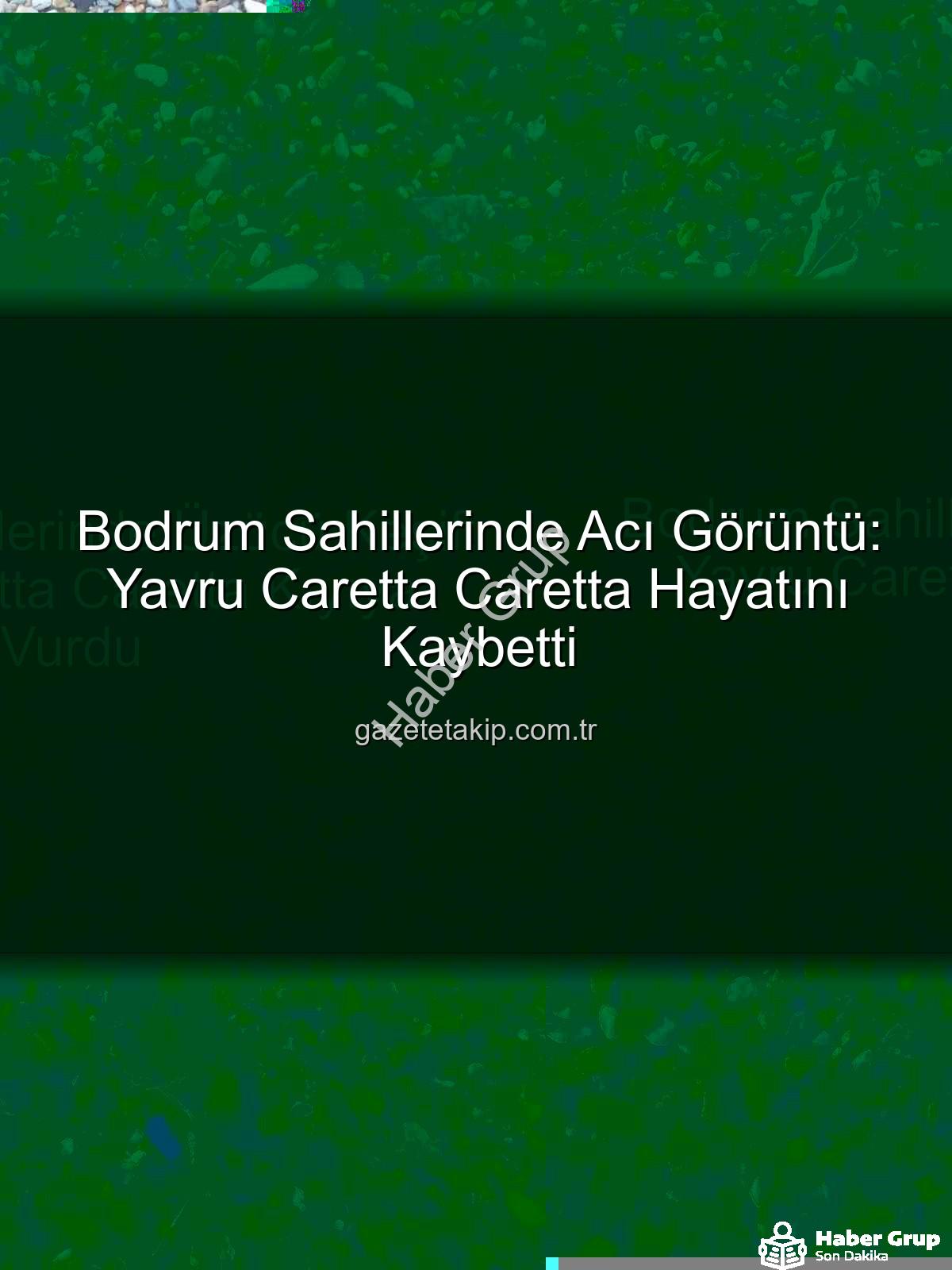 caretta caretta - Bodrum Sahillerinde Tüyler Ürperten Keşif: Yavru Caretta Caretta Hayatını Kaybetti