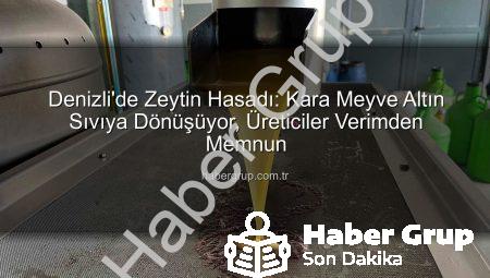 Denizli’de Zeytin Hasadı: Kara Meyve Altın Sıvıya Dönüşüyor, Üreticiler Verimden Memnun