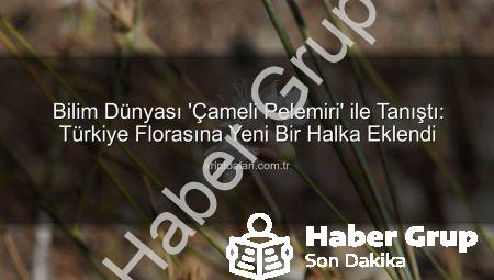 Denizli’nin Saklı Hazinesi: ‘Çameli Pelemiri’ Bilim Dünyasına Kazandırıldı