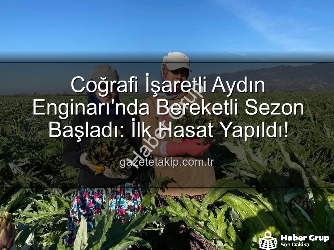 Aydın Enginarı - Aydın Enginarı Sezonu Açıldı: Coğrafi İşaretli Lezzet İçin İlk Hasat Yapıldı