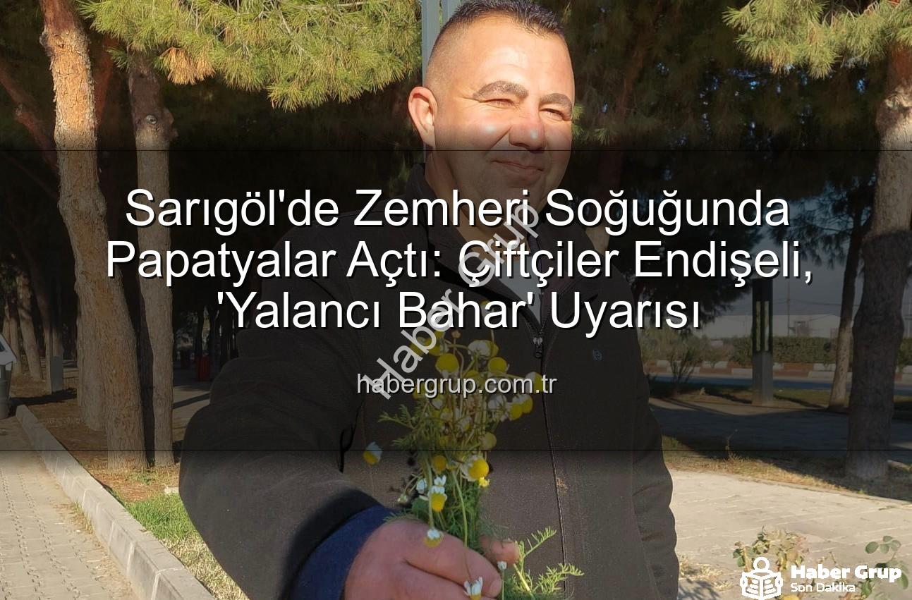 zemheri papatyaları - Sarıgöl'de Zemheri Soğuğunda Papatyalar Açtı: Çiftçiler Endişeli, 'Yalancı Bahar' Uyarısı