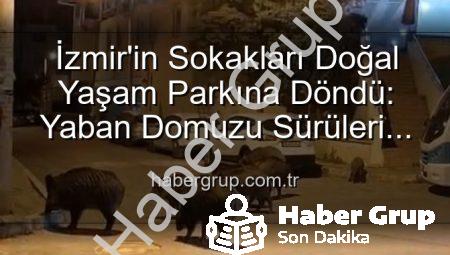 İzmir’in Sokakları Doğal Yaşam Parkına Döndü: Yaban Domuzu Sürüleri Şaşkınlık Yaratıyor