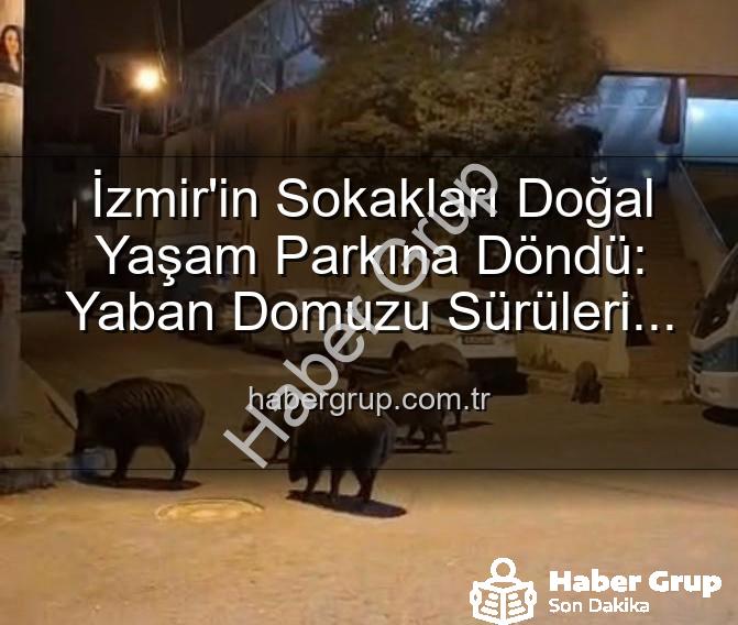 yaban domuzu - İzmir'in Sokakları Doğal Yaşam Parkına Döndü: Yaban Domuzu Sürüleri Şaşkınlık Yaratıyor